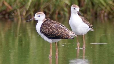 Black-winged stilts