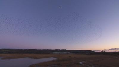 Starling murmuration