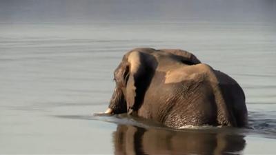 An elephant in the water