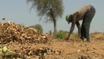 Man tending land in Senegal