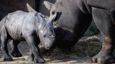 Southern white rhino