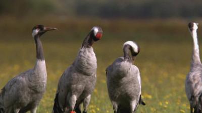 Common cranes