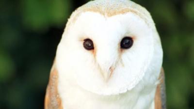 Barn owl