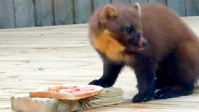 pine marten