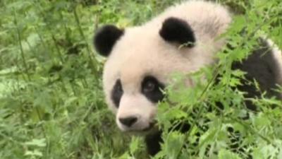 Hua Jiao, a giant panda