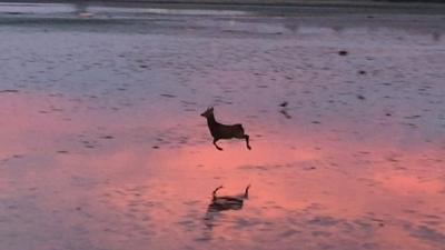 A deer on Poole Harbour