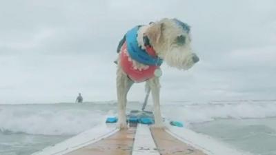 Kirsty Coy-Martin says teaching her therapy dog, Scooter, to surf has helped her deal with PTSD.