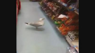 Seagull in an Aberdeen shop