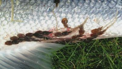 Sea lice on salmon