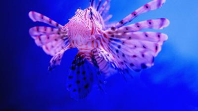 A lionfish in the water