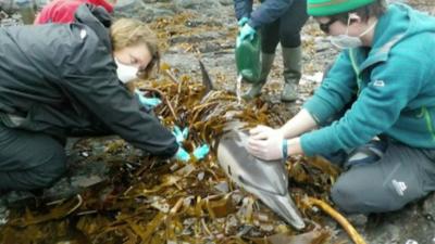 Dolphin in seaweed