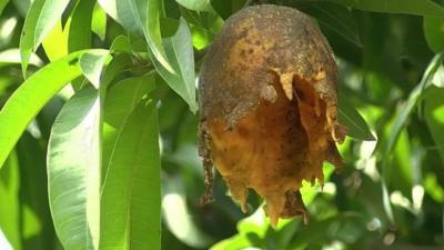 Mango attacked by fruit fly