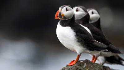 puffins.