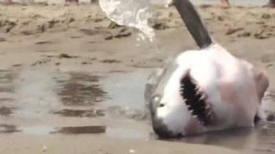 Shark on beach