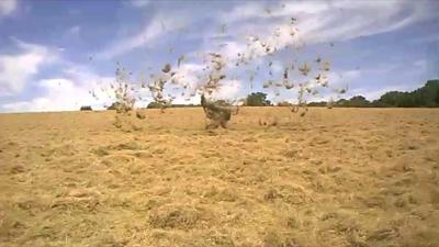 Dust devil lifts hay