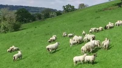 Sheep in field