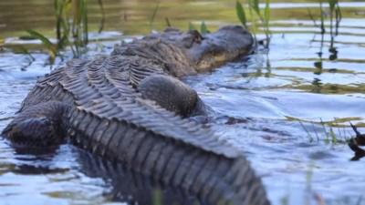 Alligator in lake