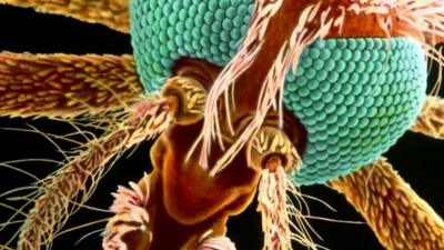 Coloured scanning electron micrograph (SEM) of the head of a female mosquito