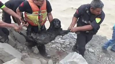 Dog rescued from flooded river in Peru