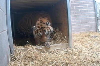 Tiger cub