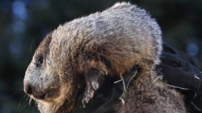 Punxsutawney Phil, the groundhog