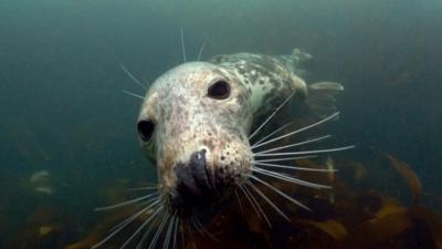 A seal swimming in the ocean