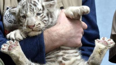 White tiger cub