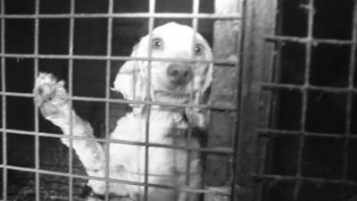 A dog inside a puppy farm