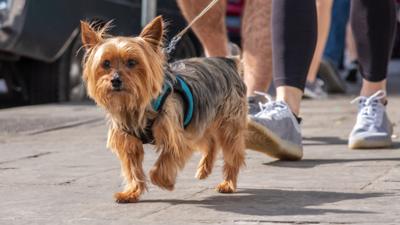 Person walking a dog in the street