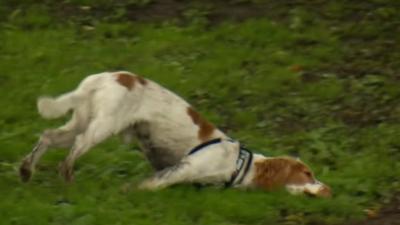 A dog falling over