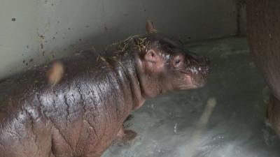 The new calf was born at Whipsnade Zoo Bedfordshire in July.