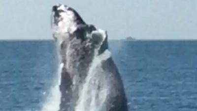 Whale breaching