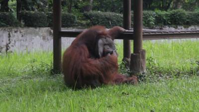 A sitting Orangutan smokes a cigerette