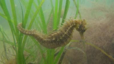 Spiny seahorse