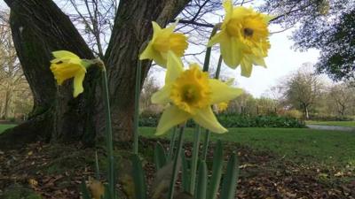 Early sprouting daffodils