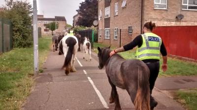 Horses being led along a footpath