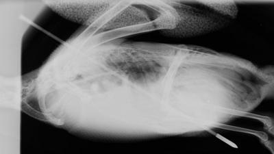 X-ray of goose