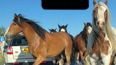 Horses on A47