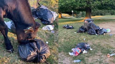 Cows eating litter