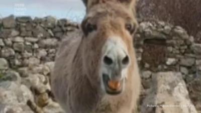 Harriet the singing donkey