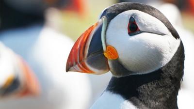 puffins