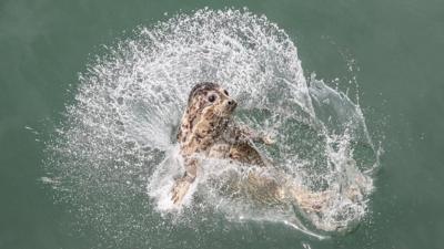 Seals have been released back in to the wild.