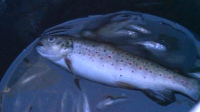 Dead brown trout