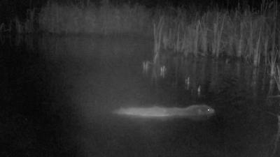 Beaver in pond