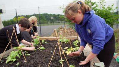 Pupils working on the garden