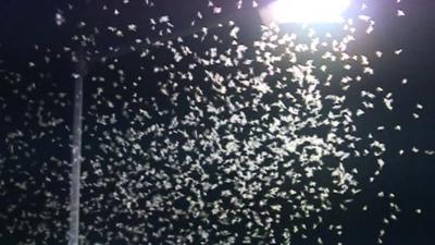 Mayfly swarm