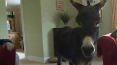 Dougie the donkey walking through the living room while his owners sit on the sofa