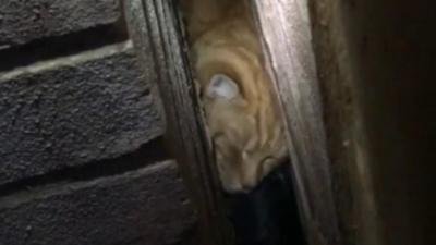 Cat wedged in between two houses