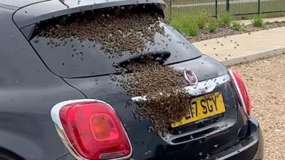 Bees swarming a car