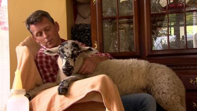 Farmer Gerard Mitchell with Baby the sheep